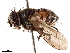  (Hypoproxynops - BIOUG49482-A05)  @15 [ ] CreativeCommons - Attribution (2020) CBG Photography Group Centre for Biodiversity Genomics