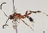  (crypMalaise01 Malaise7862 - BIOUG49482-D05)  @11 [ ] CreativeCommons - Attribution (2020) CBG Photography Group Centre for Biodiversity Genomics