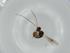  (Heterospilus Malaise3557 - BIOUG64828-D09)  @11 [ ] CreativeCommons - Attribution (2021) Centre for Biodiversity Genomics Centre for Biodiversity Genomics