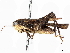  ( - BIOUG64464-C02)  @11 [ ] CreativeCommons - Attribution (2023) CBG Photography Group Centre for Biodiversity Genomics