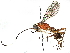  (Ateleutinae - BIOUG63940-F08)  @19 [ ] CreativeCommons - Attribution (2022) CBG Photography Group Centre for Biodiversity Genomics