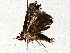  ( - BIOUG73017-E03)  @11 [ ] CreativeCommons - Attribution (2021) CBG Photography Group Centre for Biodiversity Genomics