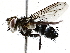  ( - BIOUG73017-E12)  @11 [ ] CreativeCommons - Attribution (2021) CBG Photography Group Centre for Biodiversity Genomics