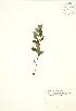  ( - SNEW026_A)  @11 [ ] Copyright (2009) Unspecified University of Guelph BIO Herbarium