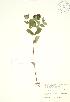  ( - PHK 021)  @11 [ ] Copyright (2009) Unspecified University of Guelph BIO Herbarium