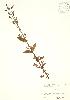 ( - SNEW040a_B)  @11 [ ] Copyright (2009) Unspecified University of Guelph BIO Herbarium