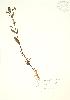  ( - SNEW040a_A)  @11 [ ] Copyright (2009) Unspecified University of Guelph BIO Herbarium