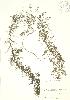  ( - PHK 010)  @11 [ ] Copyright (2009) Unspecified University of Guelph BIO Herbarium