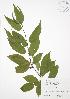  ( - SNEW049_B)  @11 [ ] Copyright (2009) Unspecified University of Guelph BIO Herbarium