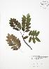  ( - SNEW059_B)  @11 [ ] Copyright (2009) Unspecified University of Guelph BIO Herbarium