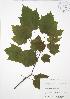  ( - SNEW050_B)  @11 [ ] Copyright (2009) Unspecified University of Guelph BIO Herbarium