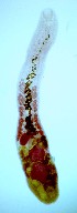  (Haematoloechus longicollum - PLARI192)  @11 [ ] CreativeCommons - Attribution Non-Commercial Share-Alike (2017) Virginia Leon-Regagnon Universidad Nacional Autonoma de Mexico