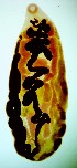  (Haematoloechus longiplexus - PLARI241)  @11 [ ] CreativeCommons - Attribution Non-Commercial Share-Alike (2017) Virginia Leon-Regagnon Universidad Nacional Autonoma de Mexico