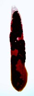  ( - PLARI280)  @11 [ ] CreativeCommons - Attribution Non-Commercial Share-Alike (2017) Virginia Leon-Regagnon Universidad Nacional Autonoma de Mexico