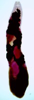  ( - PLARI281)  @11 [ ] CreativeCommons - Attribution Non-Commercial Share-Alike (2017) Virginia Leon-Regagnon Universidad Nacional Autonoma de Mexico