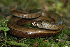  ( - SNML7)  @11 [ ] CreativeCommons  Attribution Non-Commercial Share-Alike (2022) J. Kautman Slovak National Museum-Natural History Museum