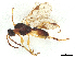  ( - BIOUG44856-C11)  @11 [ ] CreativeCommons - Attribution Share-Alike (2024) CBG Photography Group Centre for Biodiversity Genomics