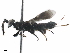  ( - BIOUG44749-C09)  @14 [ ] CreativeCommons - Attribution (2019) CBG Photography Group Centre for Biodiversity Genomics