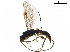  ( - BIOUG44872-E01)  @11 [ ] CreativeCommons - Attribution (2019) CBG Photography Group Centre for Biodiversity Genomics
