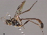  (ichMalaise01 Malaise4715 - BIOUG48915-E05)  @11 [ ] CreativeCommons - Attribution (2020) CBG Photography Group Centre for Biodiversity Genomics