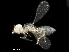  ( - BIOUG49785-B11)  @13 [ ] CreativeCommons - Attribution (2020) CBG Photography Group Centre for Biodiversity Genomics