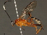  (Polycyrtus Malaise9133 - BIOUG48936-G11)  @14 [ ] CreativeCommons - Attribution (2020) CBG Photography Group Centre for Biodiversity Genomics