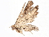  (ereMalaise01 Malaise2065 - BIOUG58199-C10)  @11 [ ] CreativeCommons - Attribution (2021) CBG Photography Group Centre for Biodiversity Genomics