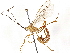  (Enicospilus cameronii - BIOUG58199-G06)  @14 [ ] CreativeCommons - Attribution (2021) CBG Photography Group Centre for Biodiversity Genomics