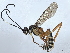  (cryptJanzen01 Malaise7913 - BIOUG56920-F03)  @11 [ ] CreativeCommons - Attribution (2021) CBG Photography Group Centre for Biodiversity Genomics