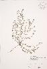  ( - JAG 0740)  @11 [ ] Copyright (2009) Unspecified University of Guelph BIO Herbarium