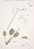  ( - JAG 0734)  @11 [ ] Copyright (2009) Unspecified University of Guelph BIO Herbarium