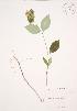  (Lonicera dioica - JAG 0593)  @11 [ ] Copyright (2009) Unspecified University of Guelph BIO Herbarium