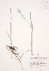  ( - JAG 0483)  @11 [ ] Copyright (2009) Unspecified University of Guelph BIO Herbarium
