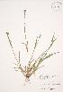  ( - JAG 0506)  @11 [ ] Copyright (2009) Unspecified University of Guelph BIO Herbarium