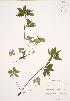  ( - JAG 0508)  @11 [ ] Copyright (2009) Unspecified University of Guelph BIO Herbarium
