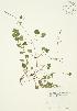  (Glechoma hederacea - JAG 0525)  @11 [ ] Copyright (2009) Unspecified University of Guelph BIO Herbarium