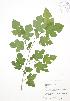  ( - JAG 0552)  @11 [ ] Copyright (2009) Unspecified University of Guelph BIO Herbarium