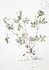 ( - JAG 0566)  @11 [ ] Copyright (2009) Unspecified University of Guelph BIO Herbarium