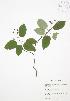  ( - JAG 0568)  @11 [ ] Copyright (2009) Unspecified University of Guelph BIO Herbarium