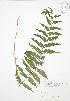  ( - JAG 0576)  @11 [ ] Copyright (2009) Unspecified University of Guelph BIO Herbarium
