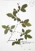  (Carpinus caroliniana - JAG 0581)  @11 [ ] Copyright (2009) Unspecified University of Guelph BIO Herbarium