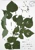  ( - JAG 0753B)  @11 [ ] Copyright (2009) Unspecified University of Guelph BIO Herbarium
