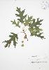 ( - JAG 0782)  @11 [ ] Copyright (2009) Unspecified University of Guelph BIO Herbarium
