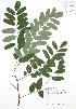  ( - JAG 0792)  @11 [ ] Copyright (2009) Unspecified University of Guelph BIO Herbarium