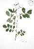  ( - JAG 0806)  @11 [ ] Copyright (2009) Unspecified University of Guelph BIO Herbarium