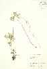  ( - JK 060)  @11 [ ] Copyright (2009) Unspecified University of Guelph BIO Herbarium
