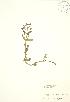  ( - JK 059)  @11 [ ] Copyright (2009) Unspecified University of Guelph BIO Herbarium