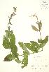  (Stachys tenuifolia - JK 057)  @11 [ ] Copyright (2009) Unspecified University of Guelph BIO Herbarium