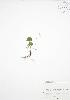  ( - ALR017)  @11 [ ] Copyright (2009) Unspecified University of Guelph BIO Herbarium
