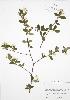  (Amelanchier bartramiana - ALR005)  @11 [ ] Copyright (2009) Unspecified University of Guelph BIO Herbarium